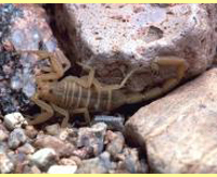 bark scorpion